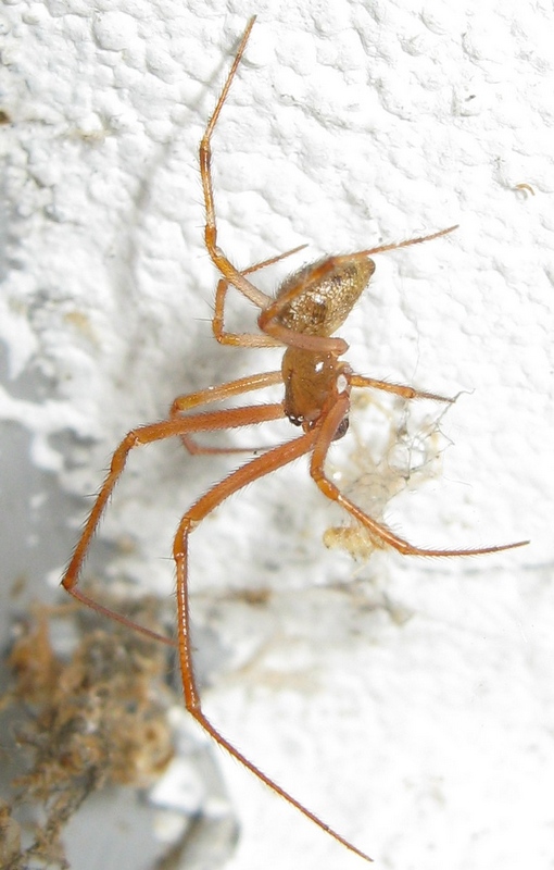 Parasteatoda cfr.tepidariorum